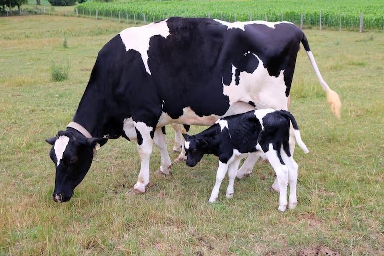 Mother, Cow, Baby, Calf, Corn Field