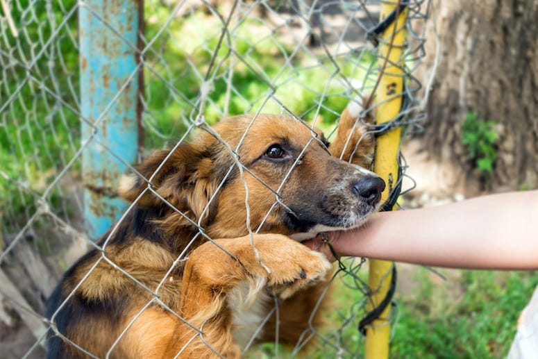Dog, Outdoor Shelter, Human Hand, Sad, Cute