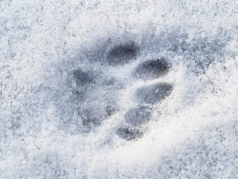 Cat, Pawprint, Snow, Frozen, Cold