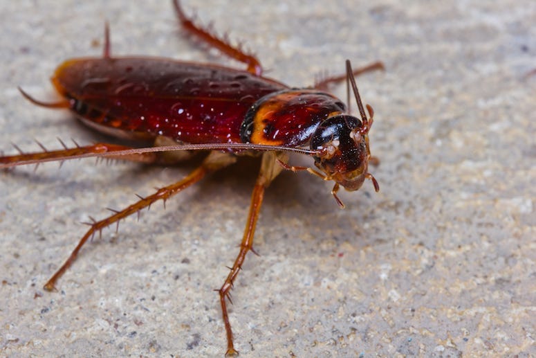 Cockroach, Concrete, Outside, Close Up, Bug