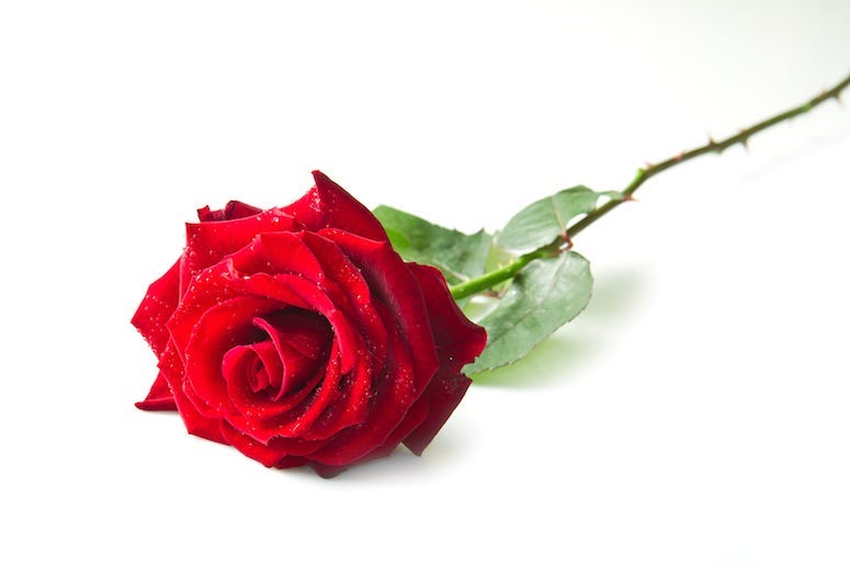 Rose, Single, Isolated, White Background