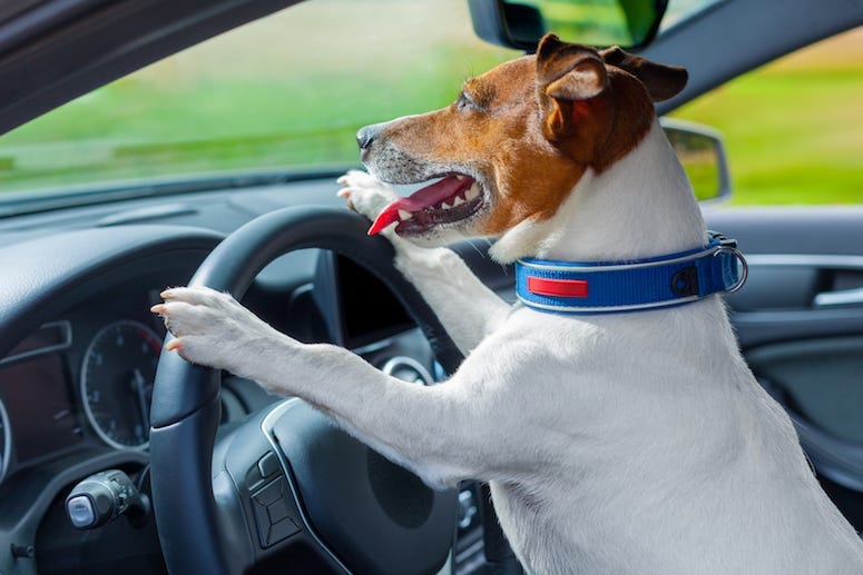 Dog, Front Seat, Car, Steering Wheel, Jack Russell Terrier