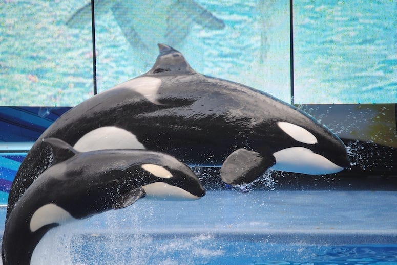 Killer Whales, Orcas, Mom, Baby, SeaWord, Jumping