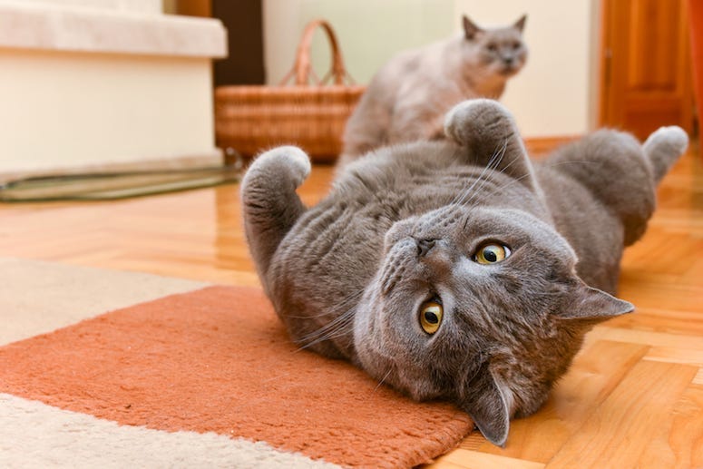 British Shorthair, Cats, Indoors, Playing, Cute