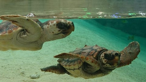 Sea Turtles