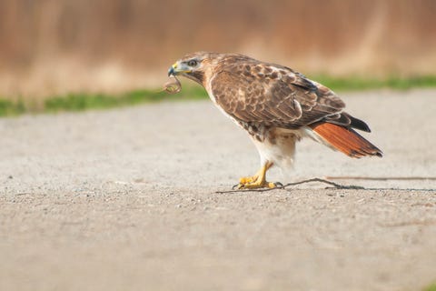 Red tailed hawk