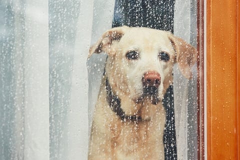 SAD dog