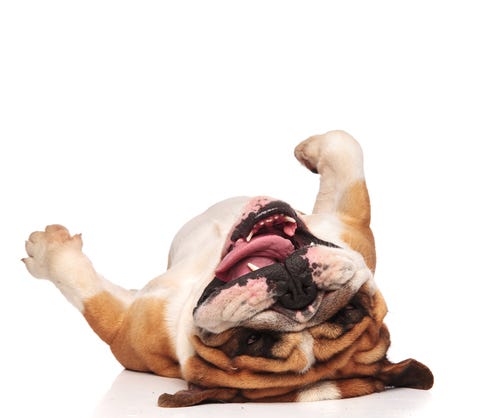 English Bulldog