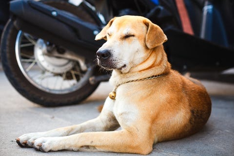Dog on the street
