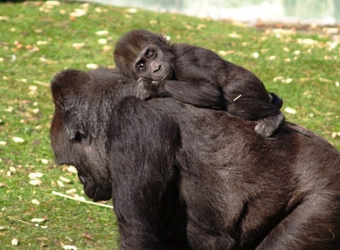 Baby Gorilla & Momma
