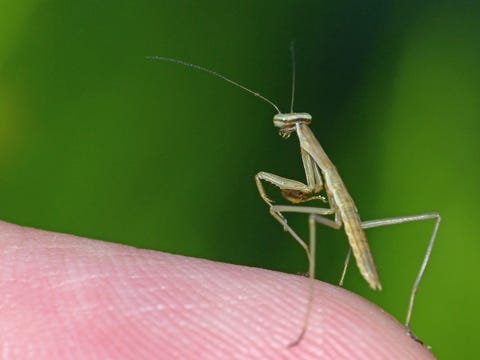 Praying Mantis