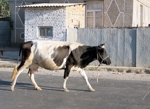 Cow in the street