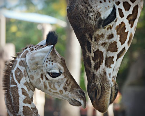 Momma and Baby Giraffe