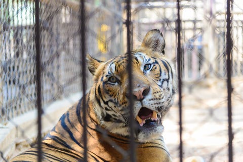 Tiger in a Cage