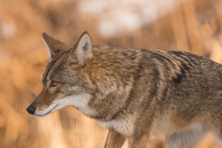 Coyote