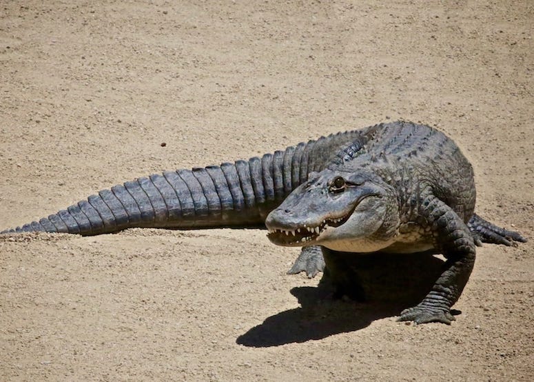 Alligator, Sand, Zoo