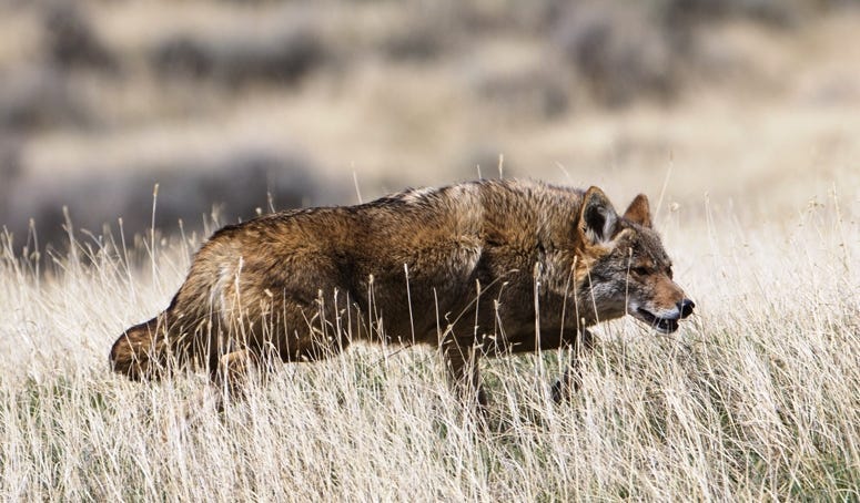 Coyote on hunt