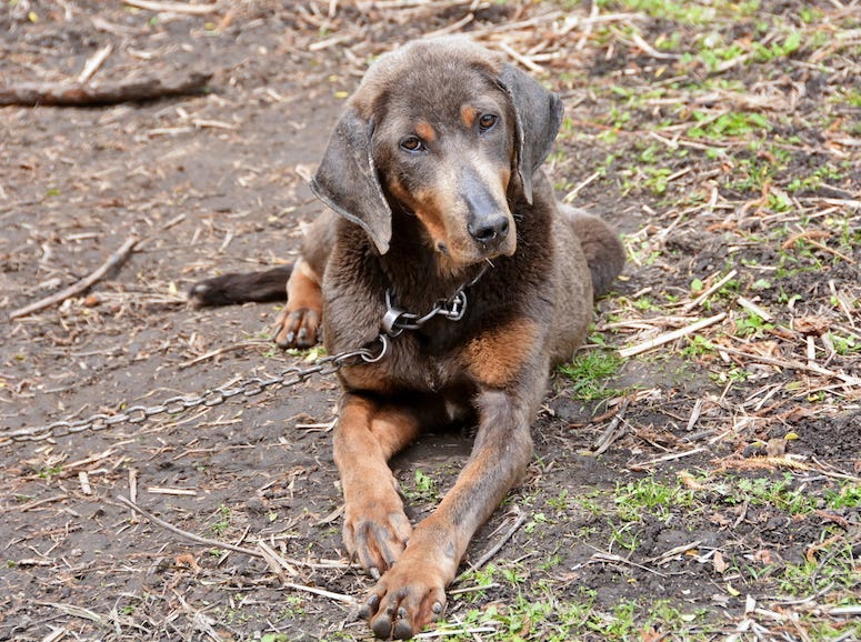 Sad, Lonely, Dog, Chained, Outside