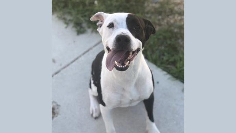 Dutchess the dog