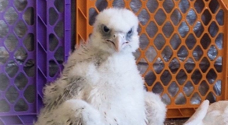 Fluffy Falcon