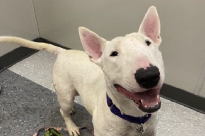 Egghead Austin Humane Society July 2020