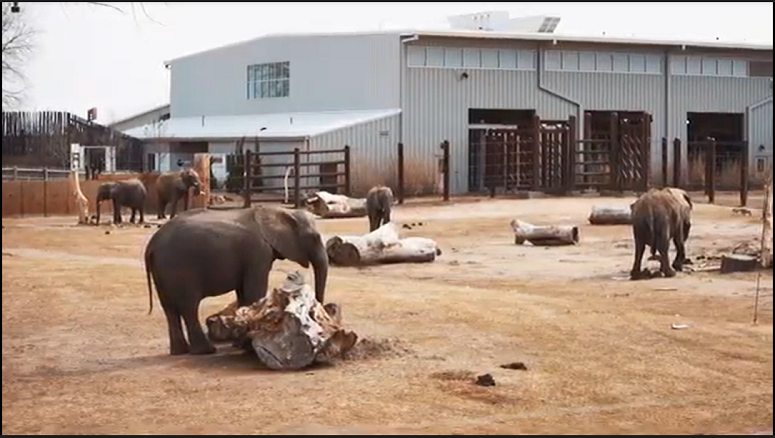 Sedgwick County Zoo preparing for multiple baby elephants