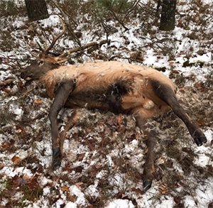 elk killed