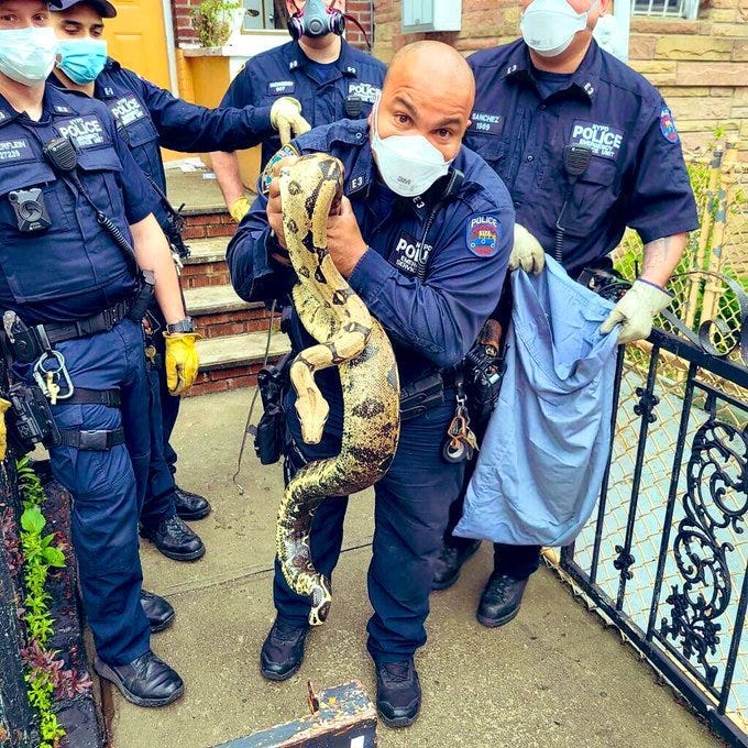 Snake