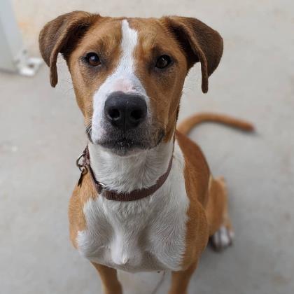 pet of the day