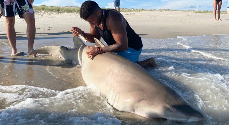 Chris Stefanou, Long Island Shark Man