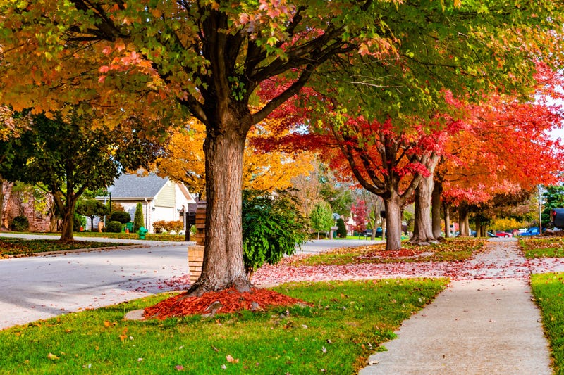 Neighborhood street with Fall colored trees