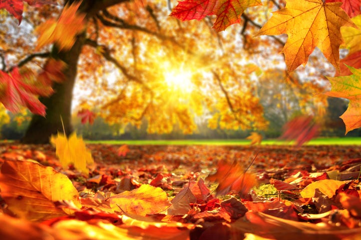 Fall Leaves on the ground