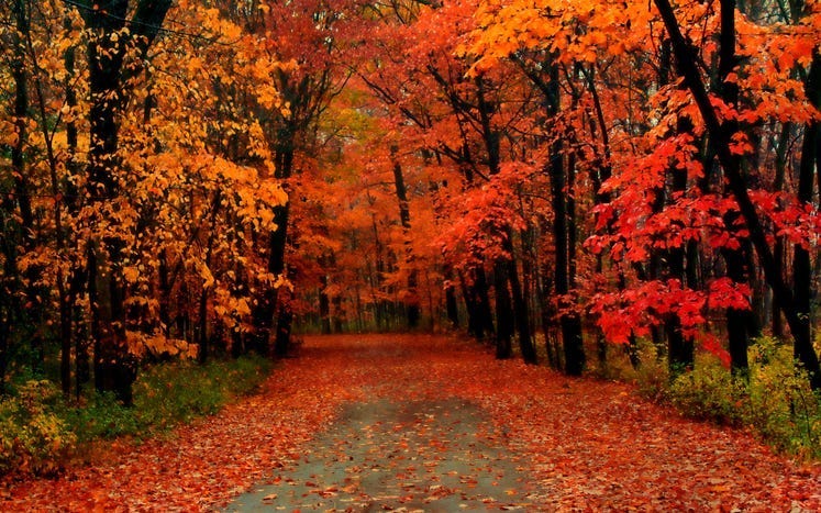 Fall foliage timeline for Southeast Michigan
