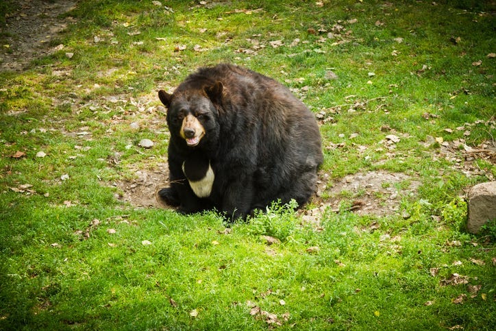 fat black bear