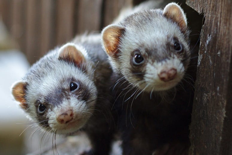 ferrets Harald Schmidt Getty Images