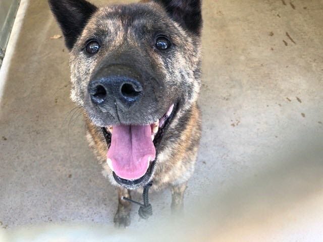 One of the dogs rescued at the Animal Welfare Association