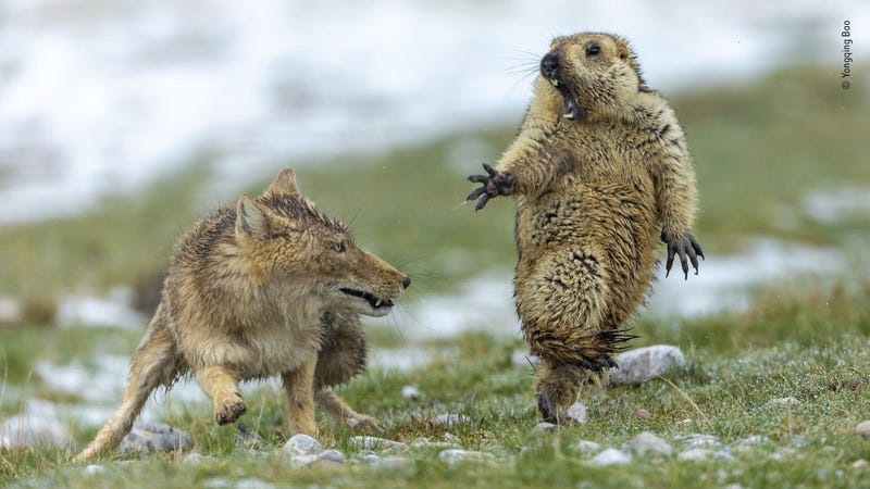 The Moment by Yongqing Bao, China. Joint Winner 2019, Behaviour: Mammals. Grand title winner, Wildlife Photographer of the Year