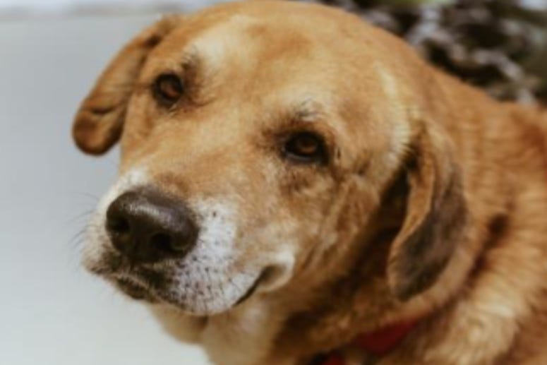 Finn @ Austin Humane Society June 2020