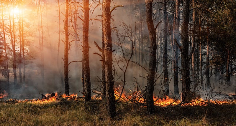 brush wild fire
