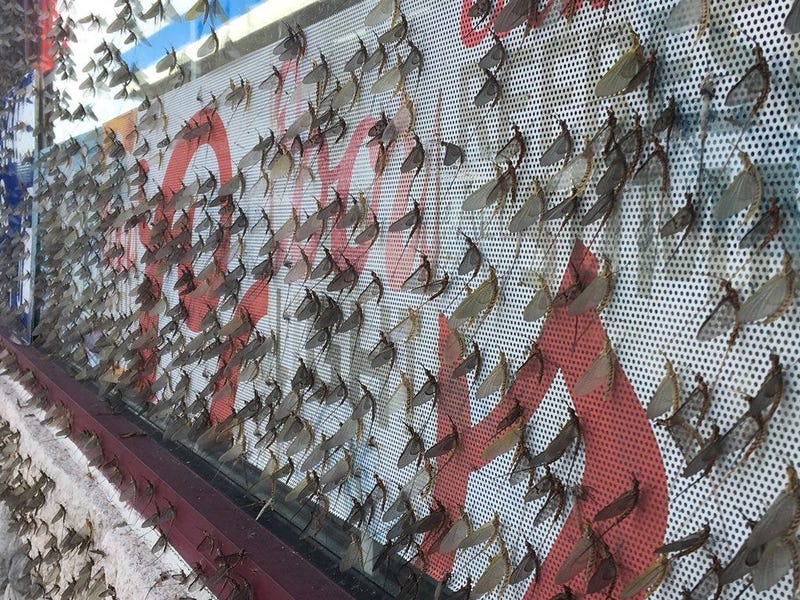 fishflies