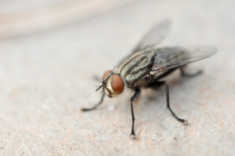 Fly