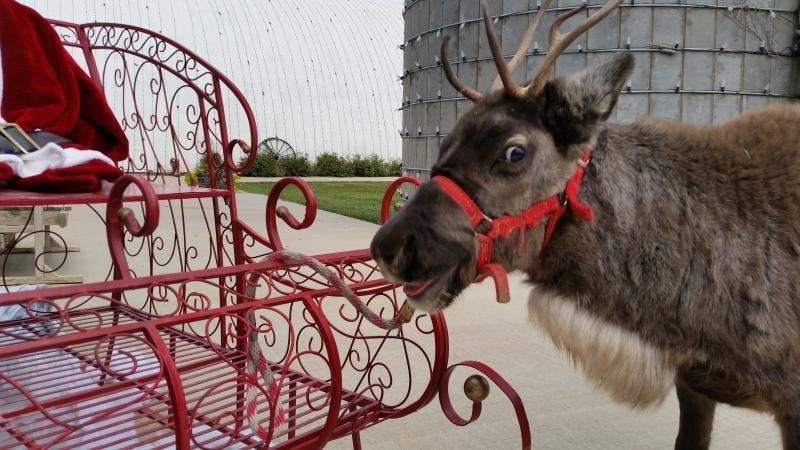 Happy reindeer at Fulton Valley Farms in Towanda, Kansas