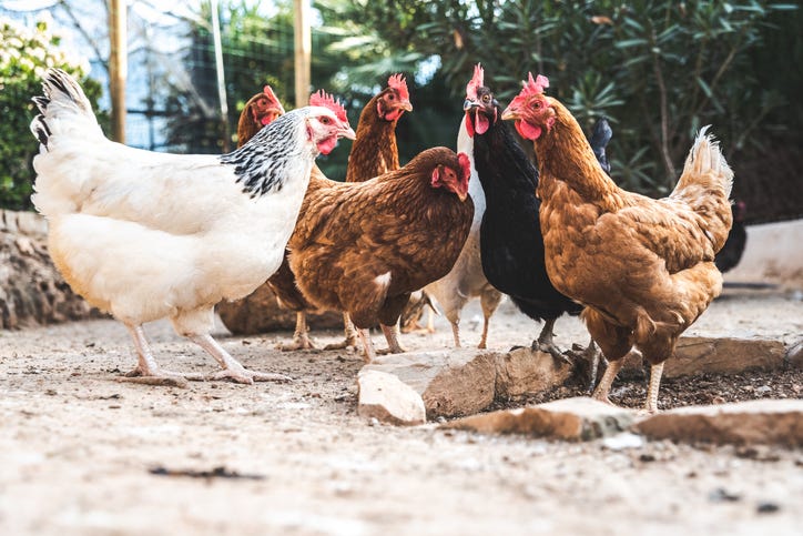 gallinas