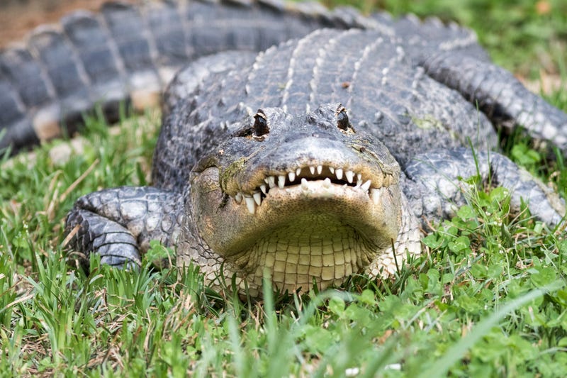 Alligators Caught Swimming Across Roads And Climbing Fences In Florida