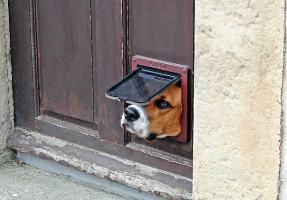 Dog stuck