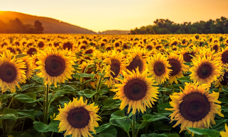 Fish sunflowers, fish realty, fish mls realty