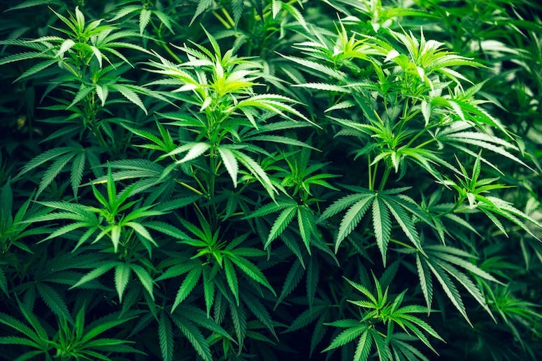 Cannabis, Marijuana Plant, Green Leaf