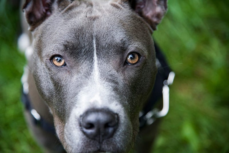 pitbull dog