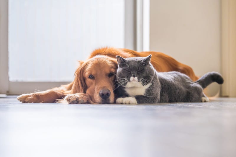 Dog & Cat Are Friends