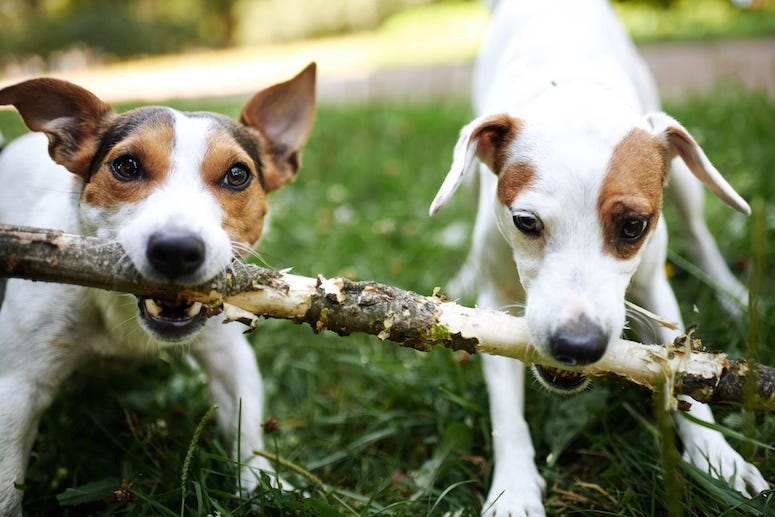 Dogs, Park, Outdoors, Stick, Jack Russell Terrier